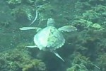 tartaruga