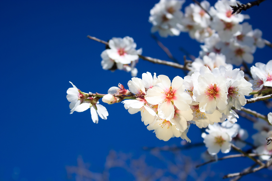 Mandelblüte Sizilien